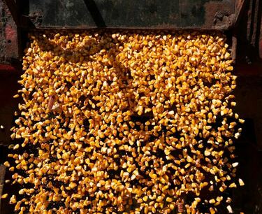 Китай законтрактовал большой объем украинской кукурузы