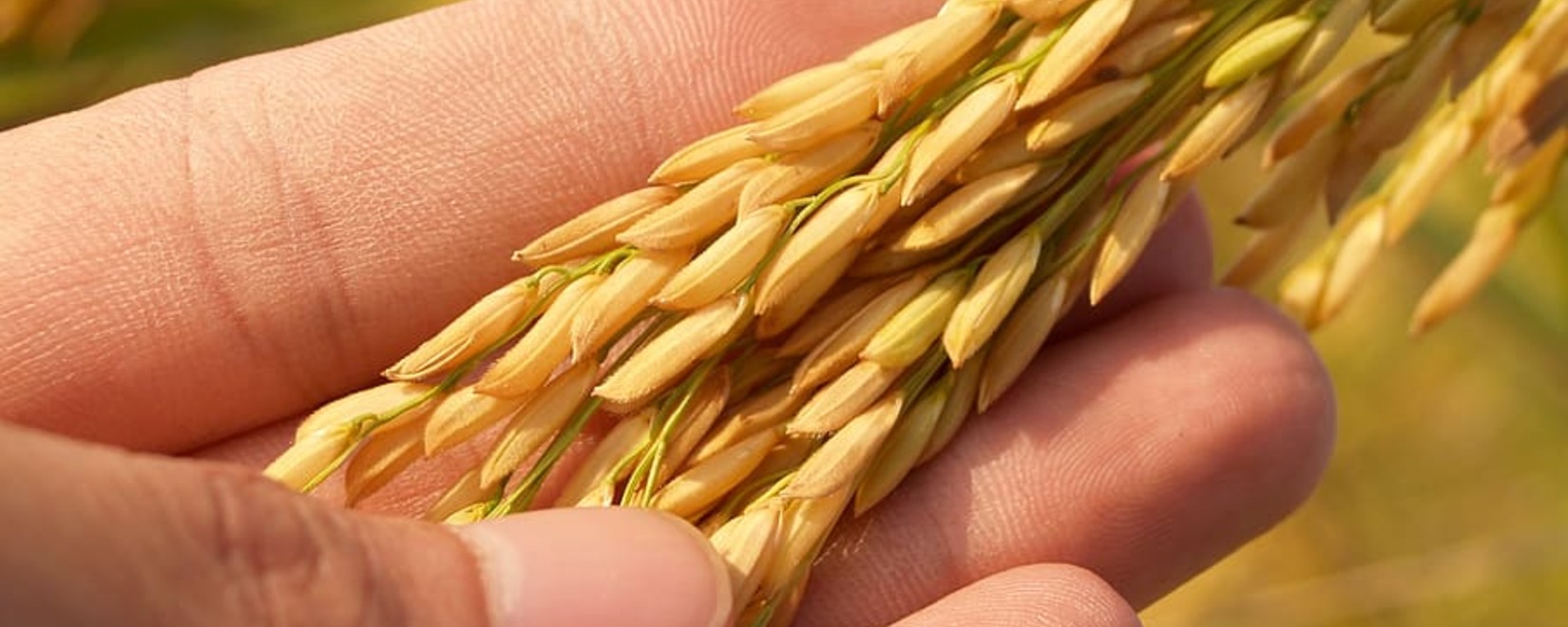 Международный совет по зерну (IGC) повысил прогноз валового сбора зерна в РФ до 125,5 млн тонн