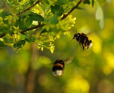 Research on potential compounds for pollinator protection