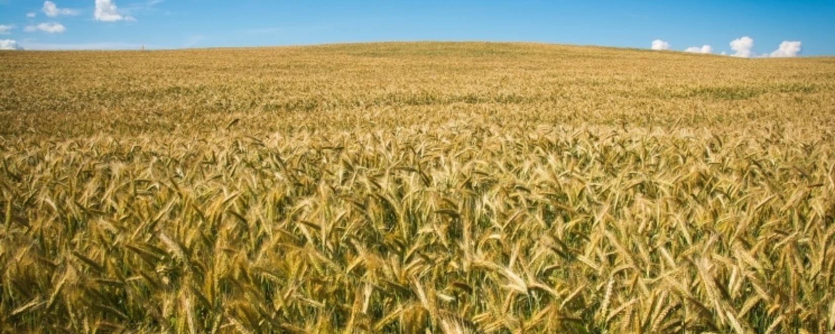 В Украине отменено лицензирование экспорта ржи, овса и пшена