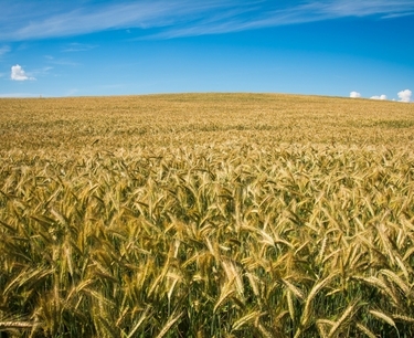 烏克蘭取消了黑麥、燕麥和小米的出口許可