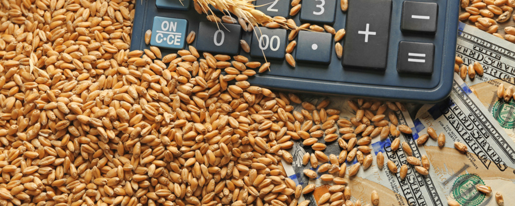 В России с начала ноября будет уменьшена пошлина на экспорт пшеницы