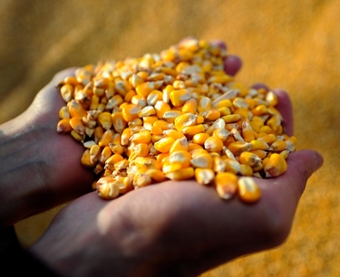 Иран объявил тендеры по закупке кукурузы и шрота