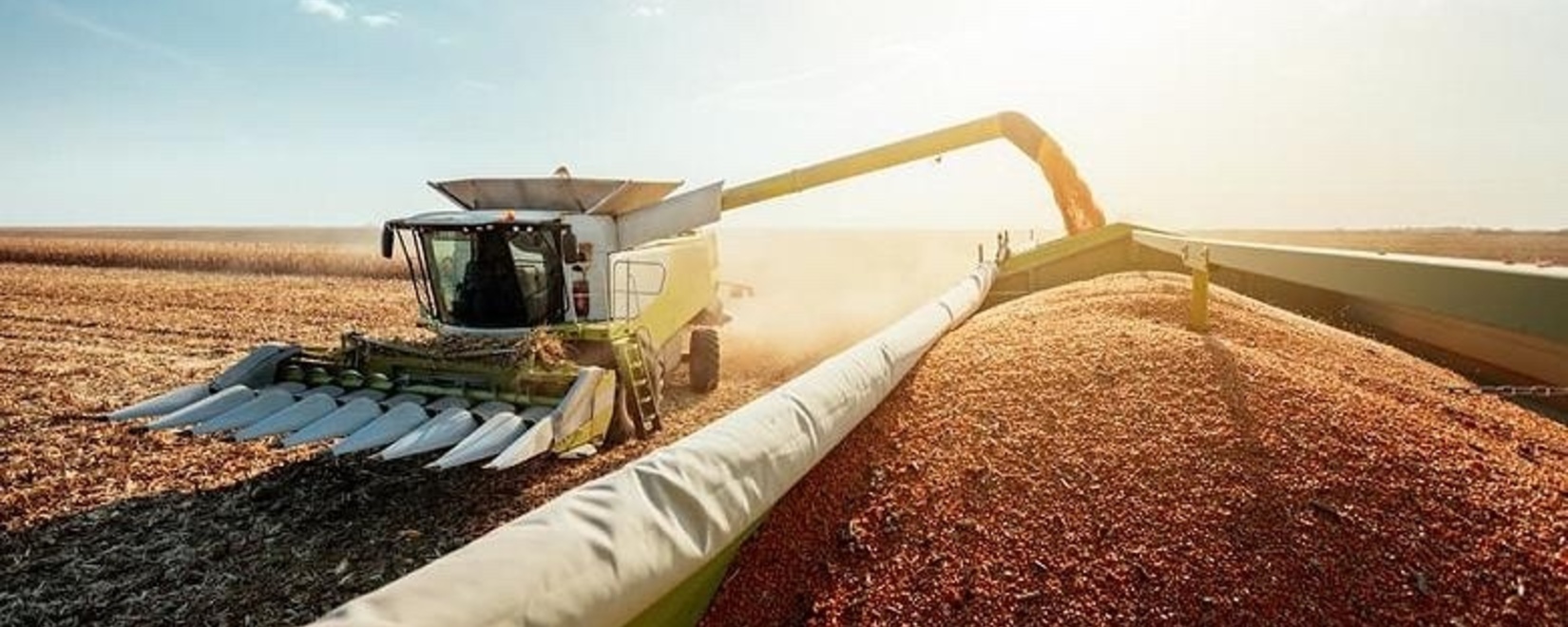 Обзор зернового рынка на 19.05.2023