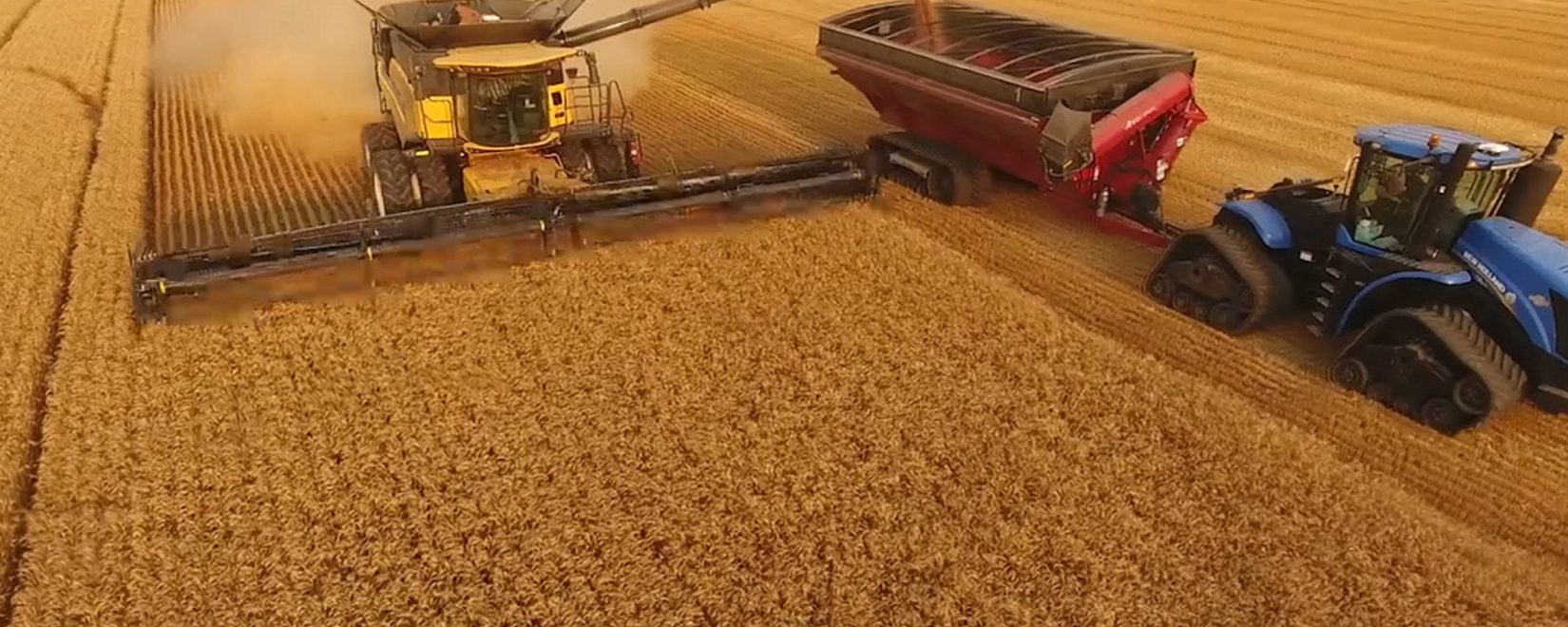 Российский зерновой союз сообщил ФАС РФ о провале семенной компании в результате деятельности Россельхознадзора