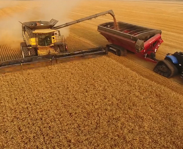 俄羅斯穀物聯盟向俄羅斯聯邦聯邦反壟斷局通報了種子公司因 Rosselkhoznadzor 的活動而倒閉的情況