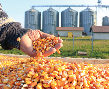 Global grain market: on Monday, wheat and corn in Chicago fell, soybeans rose in price