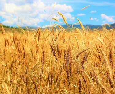 Пшеница всё? Стоит ли выращивать пшеницу или перейти на другие культуры?