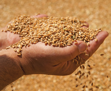 A Russian grain cleaning complex was launched in the Tambov region with an investment of 300 million rubles