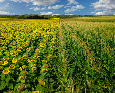 Сокращение импорта семян подсолнечника и кукурузы в России в 2023 году