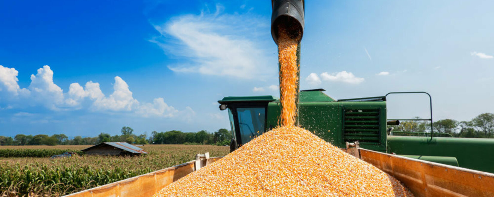 Россия распределила квоту на экспорт зерна на 2024 год между 261 компанией