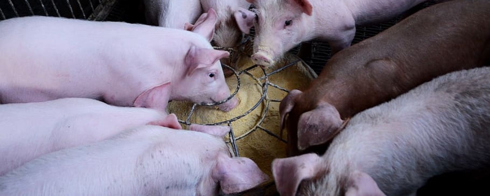 Three Russian companies have received permission to export pork to China, with deliveries starting in March.