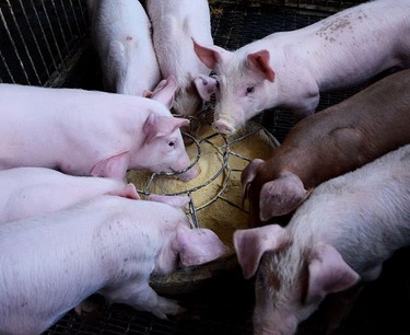 三家俄罗斯公司获准出口猪肉到中国，供应将从三月份开始。
