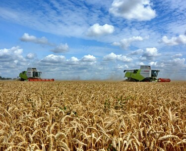 More than 20 districts of the region started harvesting grain and leguminous crops