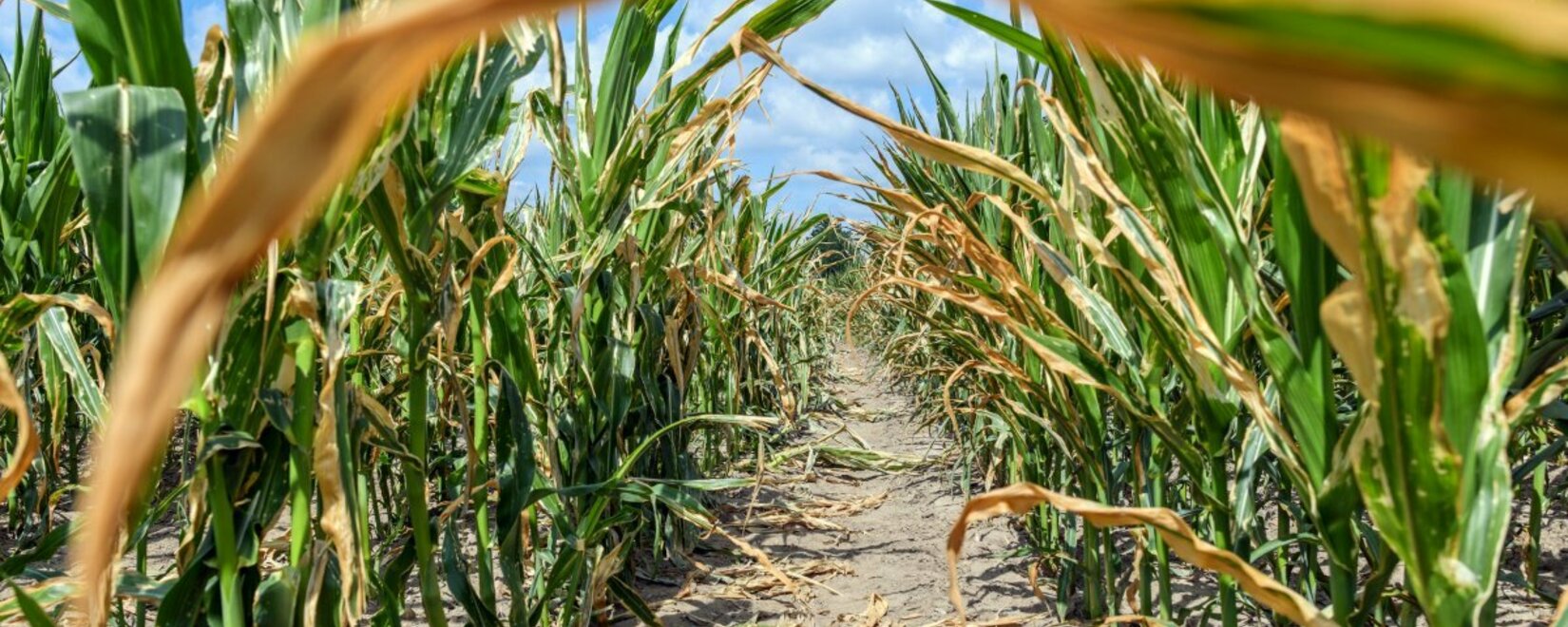 Чрезмерно засушливые условия могут задержать начало посевной кукурузы в Аргентине