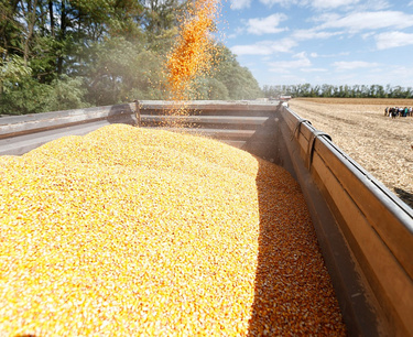 Corn, wheat and soybeans fell on Thursday due to disappointing export sales