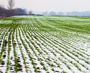 The state of crops does not cause concern for meteorologists