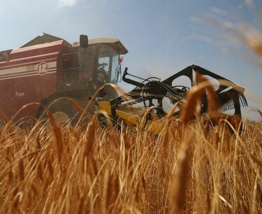 Экспорт пшеницы и подсолнечного масла из России может быть ограничен. Цены на них на мировом рынке резко снизились