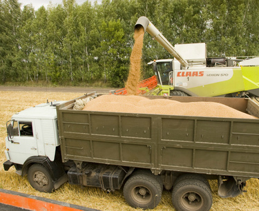 Казахстан официально запретил ввоз пшеницы из России автотранспортом