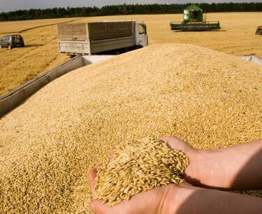 Oleg Nilov appealed to Prime Minister Mikhail Mishustin with a request to triple the purchase of grain by the state
