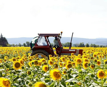 哈萨克斯坦取消向日葵出口税：种植季节前为农民提供支持