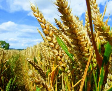 Цены на пшеницу и сою снизились в четверг, на кукурузу поднялись