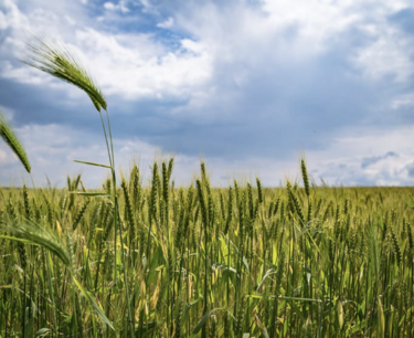 大麦有毒生物碱基因组的操纵为作物育种开辟了新的机会