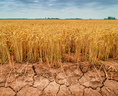 由于降雨不足，阿根廷小麦收成前景恶化