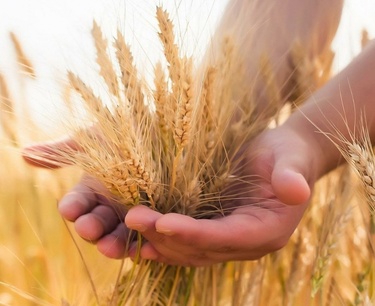 Урожай пшеницы в ЕС в 2023/24 МГ практически соответствует уровню предыдущего сезона
