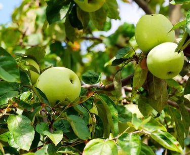 运输苹果的秘密：从果树到商店，保证果实的新鲜和质量。