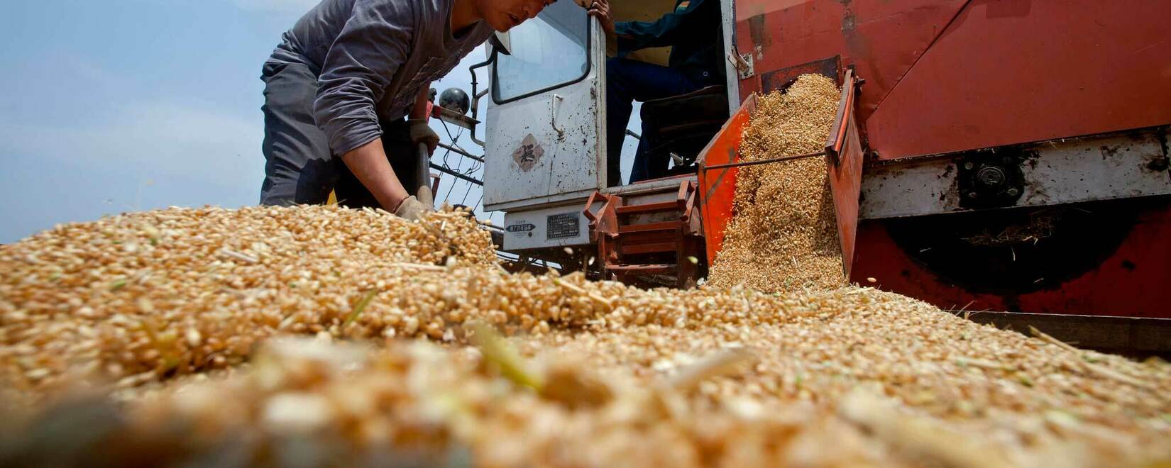 全球粮食市场：周五芝加哥小麦创三年新低，大豆和玉米价格也下跌