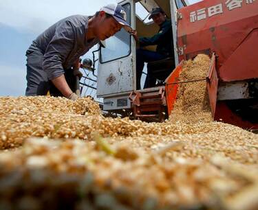 Global grain market: wheat in Chicago reached a three-year low, soybeans and corn also fell in price on Friday