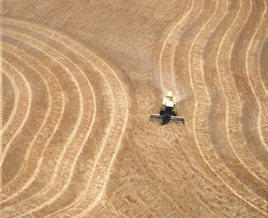 Мировой рынок зерна: фьючерсы пшеницы в Чикаго упали до новых минимумов в понедельник
