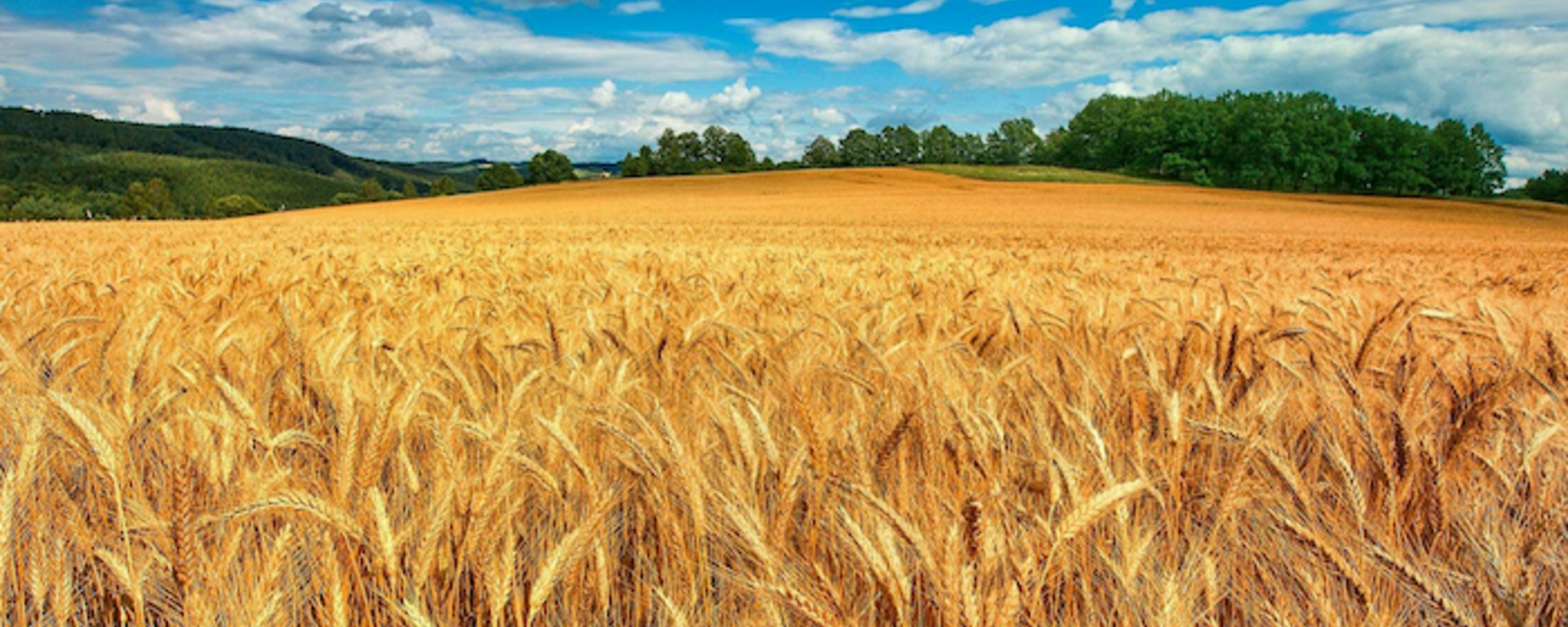 Демпинг трейдеров привел к приостановке закупки Китаем пшеницы в Продкорпорации