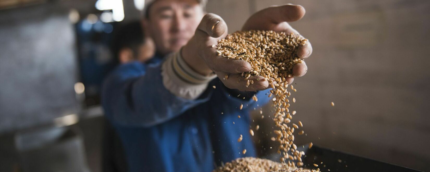 Из-за аномально высоких температур валовой сбор пшеницы в Кыргызстане сократился на 26,5%