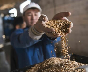 Из-за аномально высоких температур валовой сбор пшеницы в Кыргызстане сократился на 26,5%