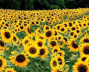 Kazakhstan may lose up to 40% of sunflower crop due to drought