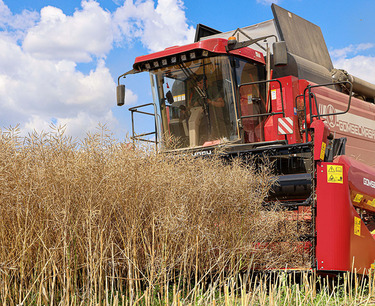 Winter barley in Belarus harvested almost 93% of the area