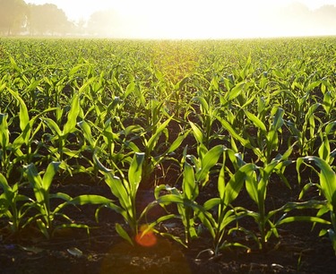 Котировки зерновых на биржах: кукуруза растет, пшеница снижается - обзор 15.03.24