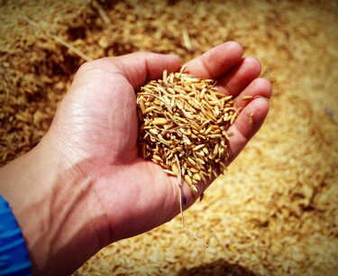 Продано 11 205 тонн зерна на НТБ за 165,4 млн рублей