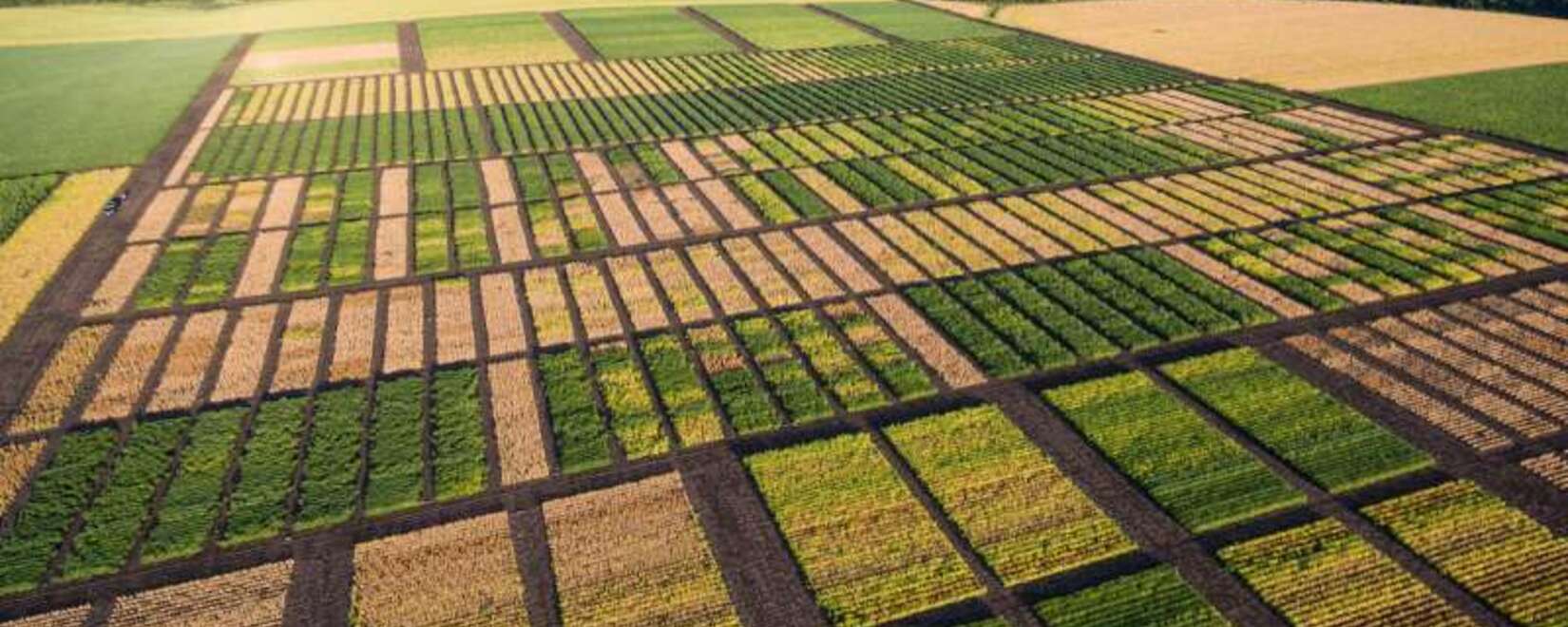 Бразилия увеличит посевы сои и сократит площади под кукурузой