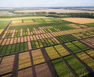 Brazil will increase soybean plantings and reduce the area under corn