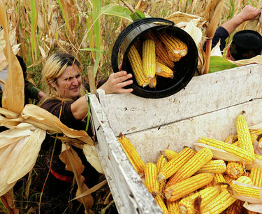 世界糧市：週五玉米、小麥上漲，大豆收紅