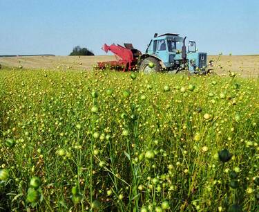 Agrarians of the Krasnodar Territory choose oilseed flax of VNIIMK selection