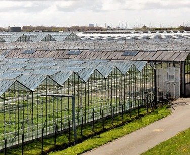 Students of South Caucasian Federal University have developed a sensor system to increase crop yields in greenhouses.