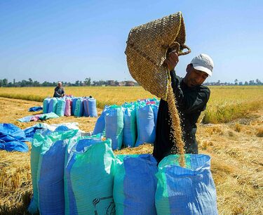 Египет обеспечен пшеницей до марта следующего года