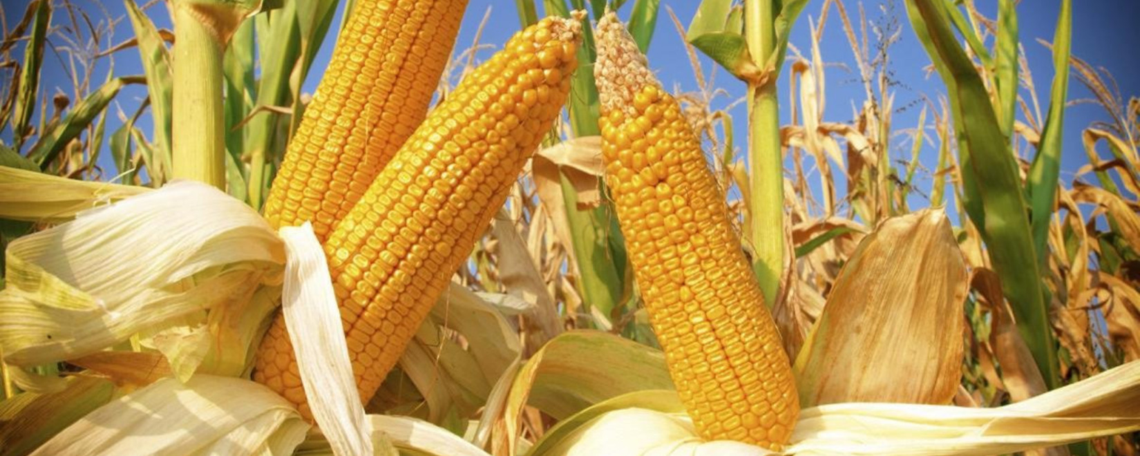 Египет отменил тендер на импорт кукурузы