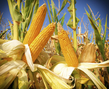 Egypt cancels tender for corn imports