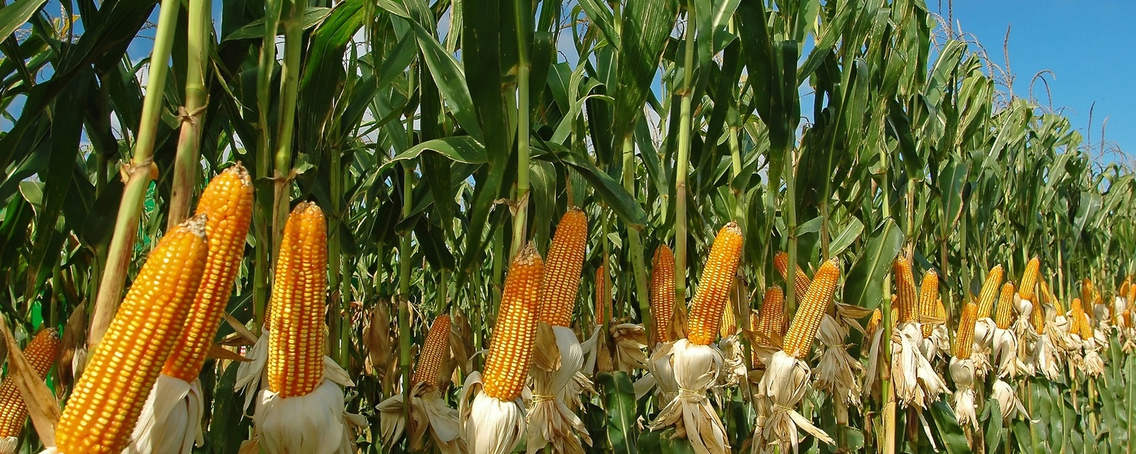 Фьючерсы на кукурузу и сою в США стабилизировались во вторник после резкого роста рынка в конце прошлой недели