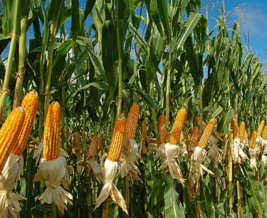 在上週晚些時候市場飆升後，美國玉米和大豆期貨週二企穩。